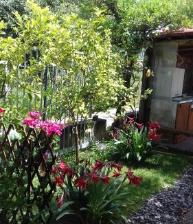 Policastro Bussentino House | Affittacamere da Rosa