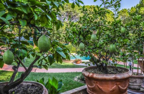 Collepepe House | I Limoni Studios
