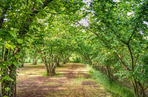 Caprarola Villa | Il Casale dei Castagni - Villa nel verde a Caprarola