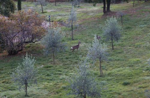 Castelnuovo di Val di Cecina Apartment | Podere Piandicava