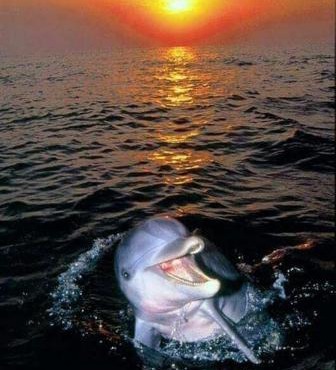 Aspra al delfino blu