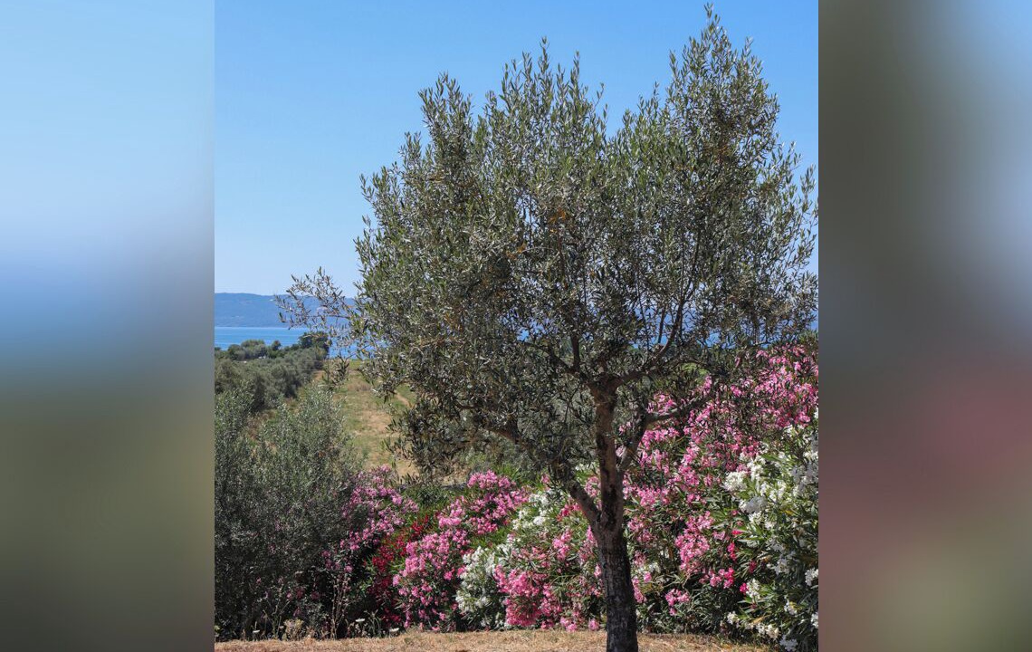 Photo of Outdoor in Bolsena