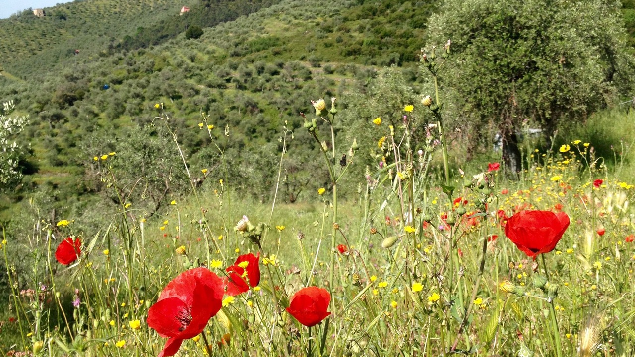 Photo of Outdoor in Calci