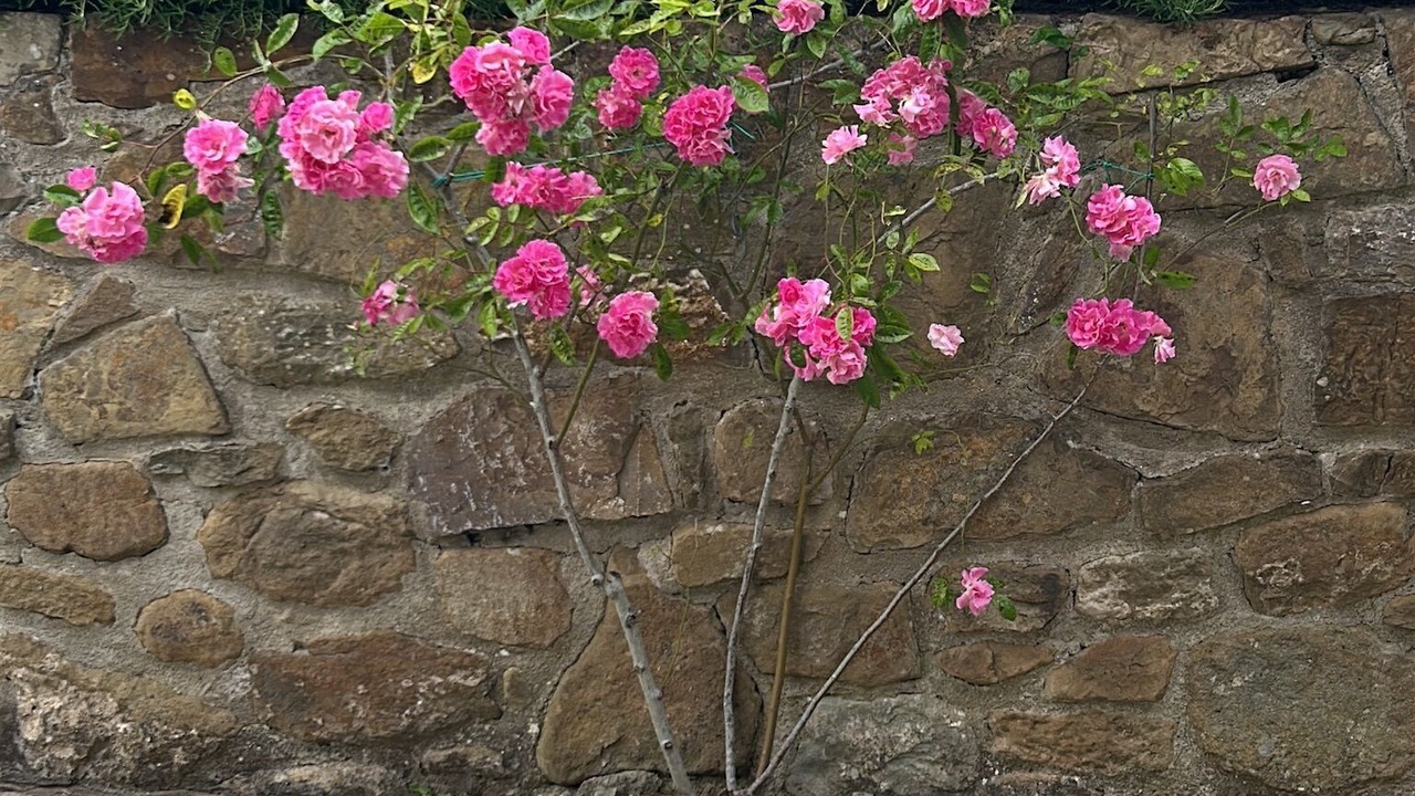 Photo of Outdoor in Castelnuovo Berardenga