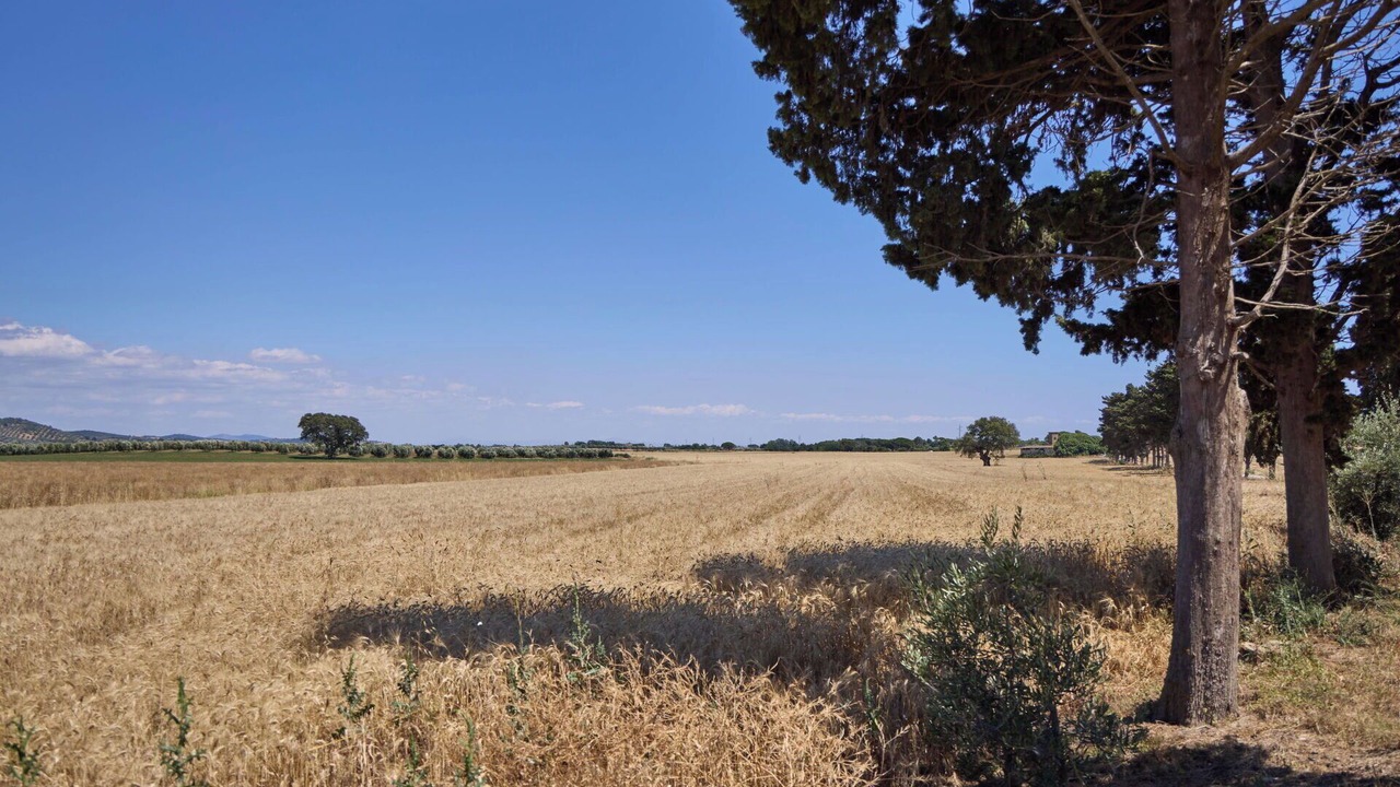 Photo of Others in Capalbio