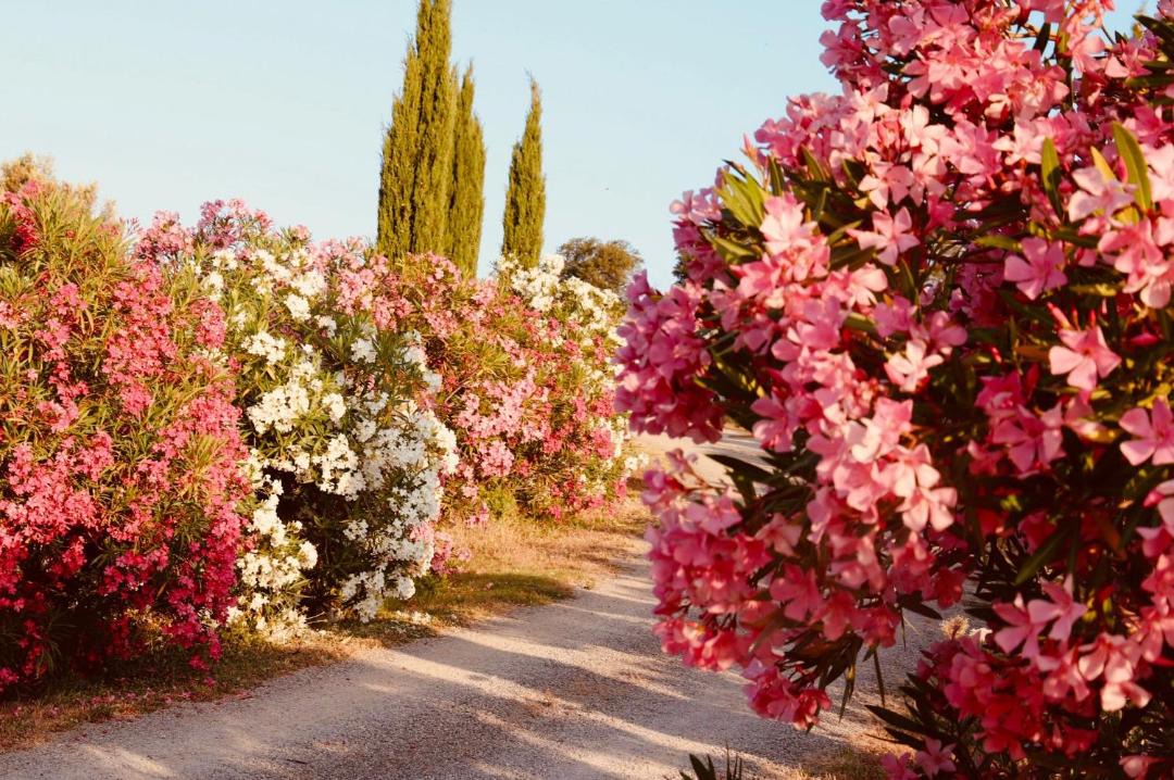Photo of Outdoor in Magliano in Toscana